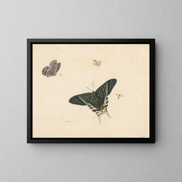 Drei Schmetterlinge und eine Wespe oder Fliege - Herman Henstenburgh — gerahmtes Bild an der Wand