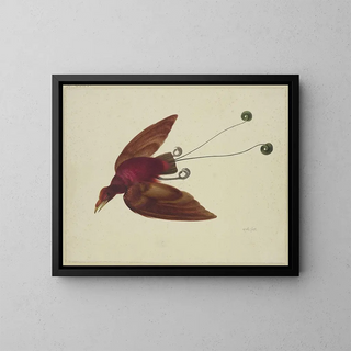 Herman Henstenburgh - Flying bird of paradise.webp