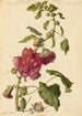 Eine Stockrose - Herman Saftleven — Ansicht des Kunstwerks