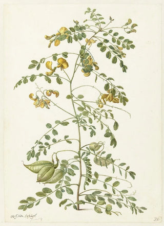 Herman Saftleven - Blazenstruik Colutea arborescens.webp
