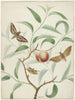 Pesca su un ramo con due farfalle esotiche e una libellula - Hermanus de Wit — vista dell’opera