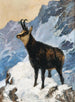 Chamois in alta montagna - Hugo Engl — vista dell’opera