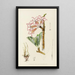 Adenium multiflorum - Illtyd Buller Pole-Evans — gerahmtes Bild an der Wand