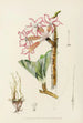 Adenium multiflorum - Illtyd Buller Pole-Evans — Ansicht des Kunstwerks