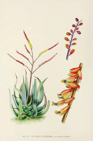 Illtyd Buller PoleEvans - Aloe Globuligemma.webp