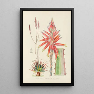 Illtyd Buller PoleEvans - Aloe Pretoriensis.webp