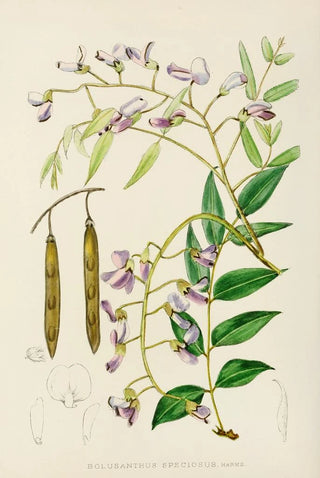 Illtyd Buller PoleEvans - Bolusanthus Speciosus.webp