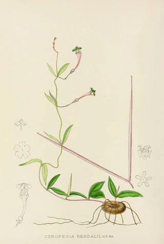 Illtyd Buller PoleEvans - Ceropegia Rendallii.webp