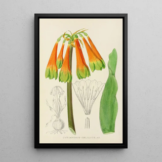 Illtyd Buller PoleEvans - Cyrtanthus Obliquus.webp