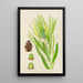 Leucadendron stokoei weiblich - Illtyd Buller Pole-Evans — gerahmtes Bild an der Wand