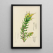 Mimetes palustris - Illtyd Buller Pole-Evans — framed artwork on a wall
