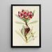 Protea abyssinica - Illtyd Buller Pole-Evans — gerahmtes Bild an der Wand