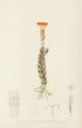Senecio Stapeliaeformis - Illtyd Buller Pole-Evans — Ansicht des Kunstwerks