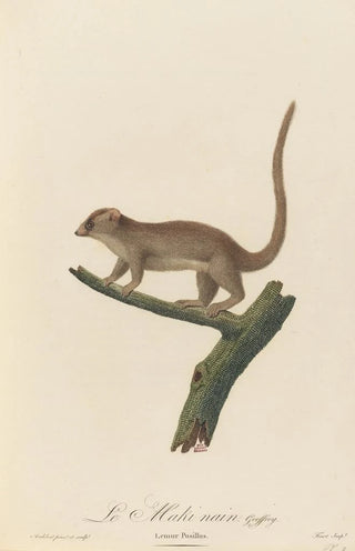 Inconnu - Le Maki nain.webp