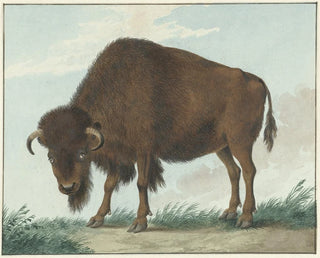 Isaac van Haastert - Bison.webp