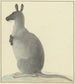 Kangaroo-Gemälde - Isaac van Haastert — Ansicht des Kunstwerks