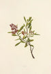 Aalii - Isabella McHutcheson Sinclair — artwork view