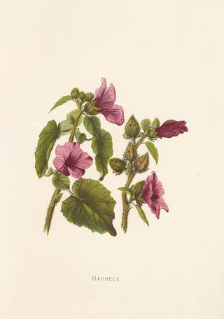 Isabella McHutcheson Sinclair - Hauhele.webp