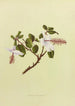 KokioKeokeo Painting - Isabella McHutcheson Sinclair — artwork view