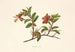 Kokio Ula - Isabella McHutcheson Sinclair — artwork view