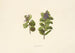 Kolokolo - Isabella McHutcheson Sinclair — artwork view