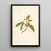 Kou - Isabella McHutcheson Sinclair — framed artwork on a wall