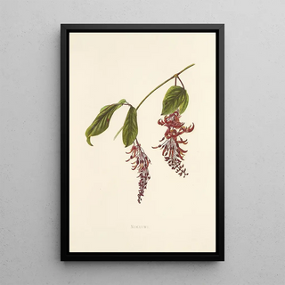 Isabella McHutcheson Sinclair - Nukuiwi.webp