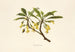 Ohenaupaka - Isabella McHutcheson Sinclair — artwork view