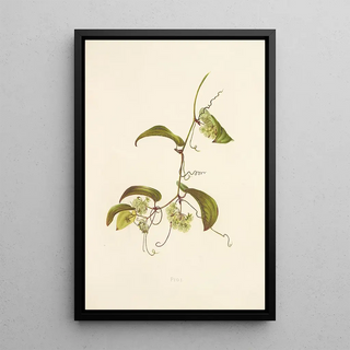 Isabella McHutcheson Sinclair - Pioi.webp