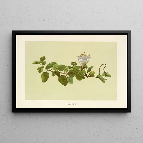 Isabella McHutcheson Sinclair - Puapilo.webp