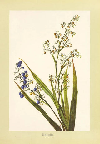 Isabella McHutcheson Sinclair - Ukiuki.webp