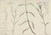 Sketch sheet with studies of a wild carnation - Ishikawa Kazan — artwork view
