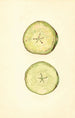 Malus domestica - John F. Brewer — vista dell’opera
