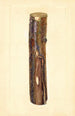 Pyrus communis Kieffer - John F. Brewer — Ansicht des Kunstwerks