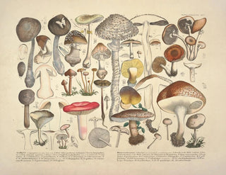 J V Krombholz - Naturgetreue Abblidungen und Beschreibungen der essbaren schadlichen und verdachtigen Schwamme Pl01.webp