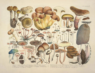 J V Krombholz - Naturgetreue Abblidungen und Beschreibungen der essbaren schadlichen und verdachtigen Schwamme Pl03.webp