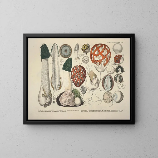 realistische Darstellungen und Beschreibungen essbarer, schädlicher und verdächtiger Pilze Pl18 - J V Krombholz — gerahmtes Bild an der Wand