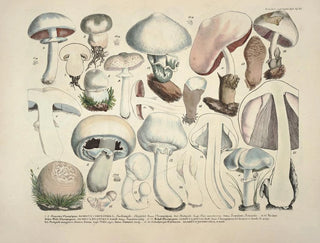 J V Krombholz - Naturgetreue Abblidungen und Beschreibungen der essbaren schadlichen und verdachtigen Schwamme Pl23.webp