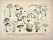 Faithful representations and descriptions of edible, harmful, and suspicious mushrooms Pl25 - J V Krombholz — artwork view