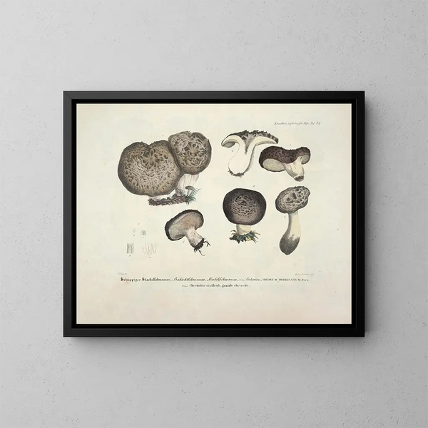 realistische Darstellungen und Beschreibungen essbarer, schädlicher und verdächtiger Pilze Pl49 - J V Krombholz — gerahmtes Bild an der Wand
