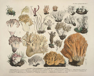 J V Krombholz - Naturgetreue Abblidungen und Beschreibungen der essbaren schadlichen und verdachtigen Schwamme Pl53.webp
