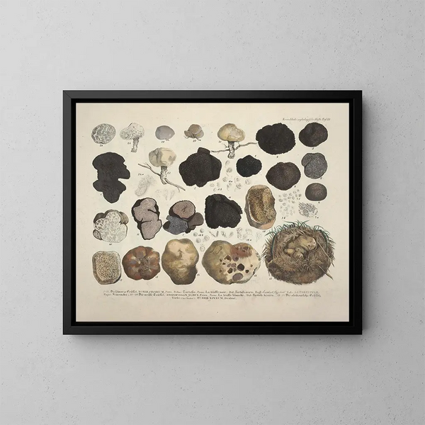 realistische Darstellungen und Beschreibungen essbarer, schädlicher und verdächtiger Pilze Pl59 - J V Krombholz — gerahmtes Bild an der Wand