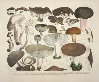 J V Krombholz - Naturgetreue Abblidungen und Beschreibungen der essbaren schadlichen und verdachtigen Schwamme Pl61.webp
