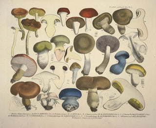J V Krombholz - Naturgetreue Abblidungen und Beschreibungen der essbaren schadlichen und verdachtigen Schwamme Pl71.webp