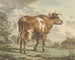 Rotes und weißes Rind in einer Landschaft - Jacob Cats — Ansicht des Kunstwerks