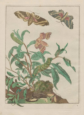 Jacob LAdmiral - Naauwkeurige Waarneemingen van veele gestaltverwisselende gekorvene diertjes Pl10.webp