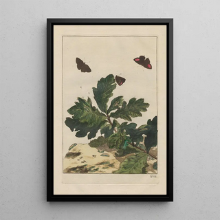 Jacob LAdmiral - Naauwkeurige Waarneemingen van veele gestaltverwisselende gekorvene diertjes Pl17.webp