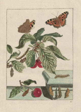 Jacob LAdmiral - Naauwkeurige waarneemingen omtrent de veranderingen van veele insekten of gekorvene diertjes Pl15.webp