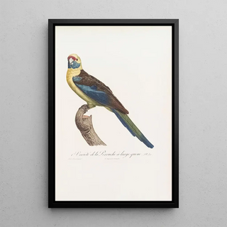 Jacques Barraband - 1ere Varit de la Perruche large queue.webp