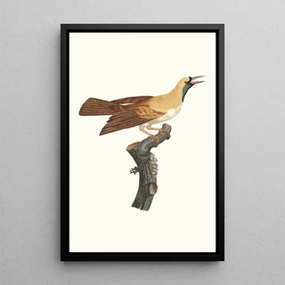 Jacques Barraband - Femelle de petit Oiseau de paradis Emeraude.webp